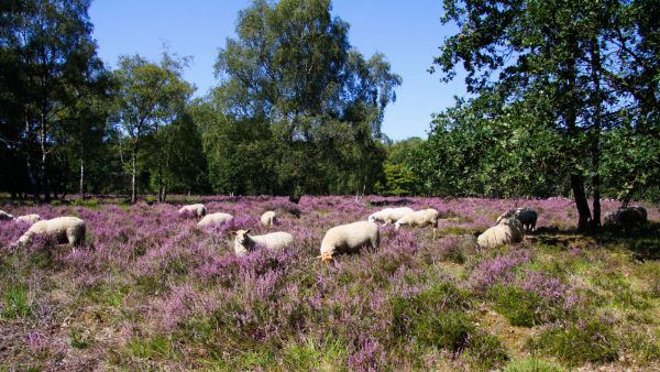 Bron Groote Heide